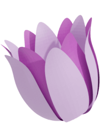 Blooming Lotus