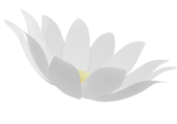 White lotus