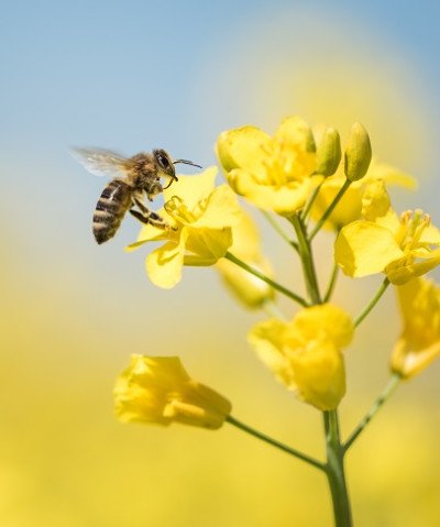 A-bee-Cs of bugs and pollinators support image