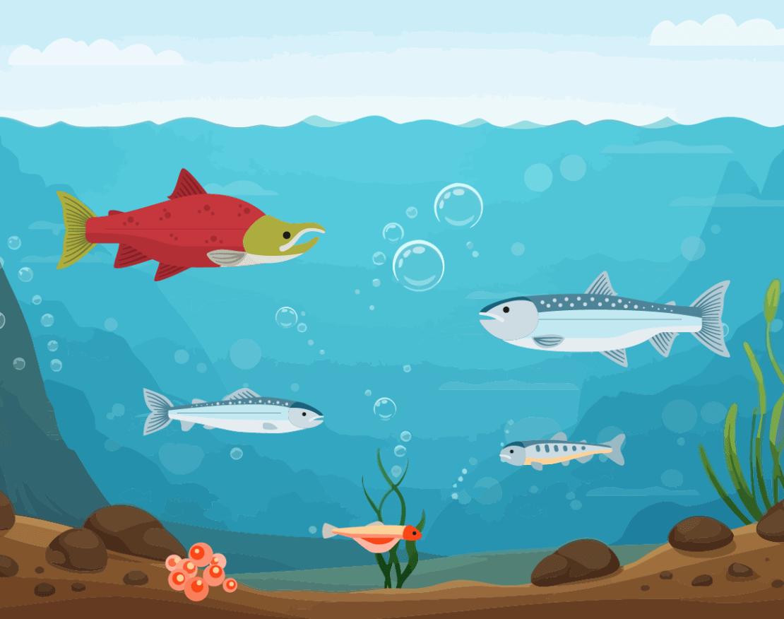Salmon Story activity image