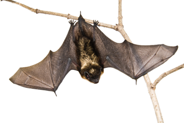 Lesson Bat protection support image