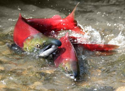 More salmon stories support image