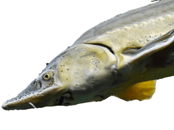 Unit Biodiversity and white sturgeon in B.C. support image