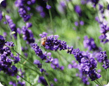 Lesson Empower pollinators support image